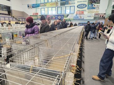 XX Ogólnopolska Wystawa Królików Rasowych w Wieluniu za nami